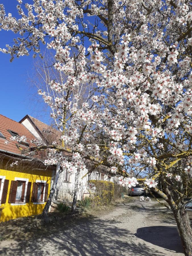 Eva Vendeghaz Villa Тата Екстериор снимка